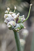 Head of Catawissa walking onion (Allium × proliferum) with bulblets