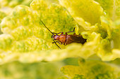 Common red soldier beetle (Rhagonycha fulva) on Coleus (Solenostemon scutellarioides) leaf, Gard, France