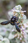 Violet carpenter bee (Xylocopa violacea), Gard, France