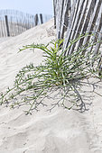 Prickly samphire (Echinophora spinosa) growing next to a wooden sand fence, Gard, France