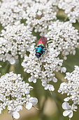 Jewel Beetle (Anthaxia ignipennis) on Wild Carrot (Daucus carota) inflorescence, Gard, France