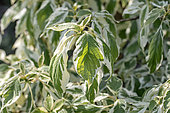 Wedding cake tree (Cornus controversa) 'Variegata'