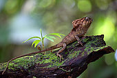 Hernandez’s Helmeted Basilisk (Corytophanes hernandezii) on a stump, Costa Rica