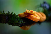 Eyelash viper (Bothriechis schlegelii) on a branch, Costa Rica