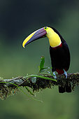 Yellow-throated Toucan (Ramphastos ambiguus) on a branch, Costa Rica