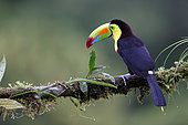 Keel-billed Toucan (Ramphastos sulfuratus) on a branch, Costa Rica