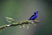 Red-legged Honeycreeper (Cyanerpes cyaneus) male and female on a branch, Costa Rica