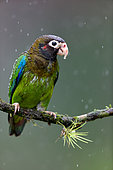 Brown-hooded Parrot (Pyrilia haematotis) on a branch, Costa Rica