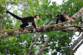 White-faced Capuchin (Cebus capucinus) and Black howler monkey (Alouatta caraya) facing, on a branch, Costa Rica