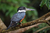 Ringed Kingfisher (Megaceryle torquata) on a branch, Costa Rica