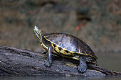 Black Wood Turtle (Rhinoclemmys funerea) at hte edge of water, Costa Rica