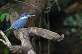 Ringed Kingfisher (Megaceryle torquata) on a branch, Costa Rica