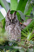 Pacific screech owl (Megascops cooperi) at rest, Costa Rica