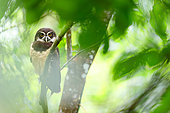 Chouette à lunettes (Pulsatrix perspicillata) sur une branche, Costa Rica