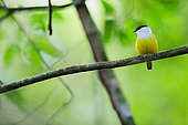White-collared manakin (Manacus candei) on a branch, Costa Rica