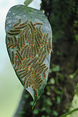 Unidentified caterpillars on a leaf, Costa Rica