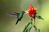 Green-crowned Brilliant (Heliodoxa jacula) eating in flight, Costa Rica