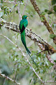 Resplendent Quetzal (Pharomachrus mocinno) on a branch, Costa Rica