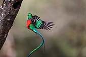 Quetzal resplendissant (Pharomachrus mocinno) en vol, Costa Rica