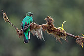 Resplendent Quetzal (Pharomachrus mocinno) on a branch, Costa Rica