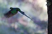 Resplendent Quetzal (Pharomachrus mocinno) in flight, Costa Rica
