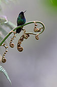 Fiery-throated Hummingbird (Panterpe insignis) on fern, Costa Rica