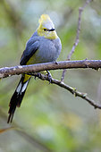 Long-tailed silky-flycatcher (Ptiliogonys caudatus) on a branch, Costa Rica