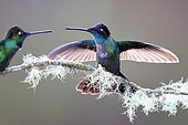 Fiery-throated Hummingbird (Panterpe insignis) on a branch, open wings, Costa Rica