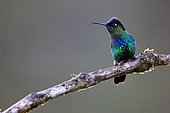 Fiery-throated Hummingbird (Panterpe insignis) on a branch, Costa Rica