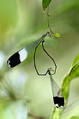 Unidentified Damselfly, mating on a twig, Costa Rica