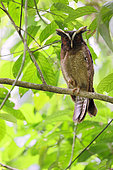 Crested owl (Lophostrix cristata) on a branch, Costa Rica