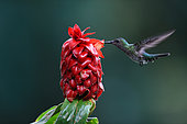 Green-crowned Brilliant (Heliodoxa jacula) eating in flight, Costa Rica