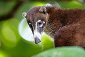 Coati (Nasua nasua) portrait, Costa Rica