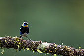 Golden-hooded Tanager (Tangara larvata) on a branch, Costa Rica