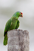 Crimson-fronted Parakeet (Aratinga funschi) on a trunk, Costa Rica