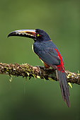 Collared Aracari (Pteroglossus torquatus) on a branch, Costa Rica