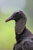 Black Vulture (Coragyps atratus) portrait, Costa Rica