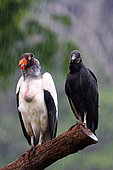 Black Vulture (Coragyps atratus) and King Vulture (Sarcoramphus papa) on a branch, in rain, Costa Rica