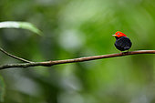 Red-capped manakin (Ceratopipra mentalis) on a branch, Costa Rica