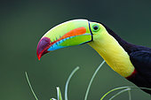 Keel-billed Toucan (Ramphastos sulfuratus) portrait, Costa Rica