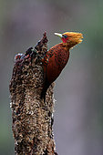 Chestnut-colored woodpecker (Celeus castaneus) on a trunk, Costa Rica