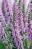 Salvia nemorosa Compact Bright Rose