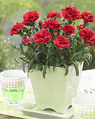 Dianthus Red Allura ®