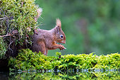 Red squirrel (Sciurus vulgaris) standing on a moss and eating a peanut, England