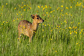 Muntjack deer (Muntiacus reevesi) amongst buttercups (Ranunculus sp), England