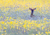 Roe deer (Capreolus capreolus) standing in a meadow, England