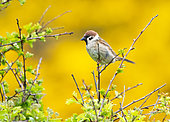 Tree sparrow (Passer montanus) perched on a branch, England
