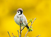 Tree sparrow (Passer montanus) perched on a branch, England