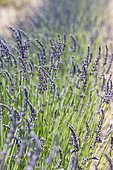 Dutch lavender (Lavandula x intermedia) 'Grosso'