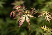 Young leaves of Japanese maple (Acer palmatum) 'Seiryu'